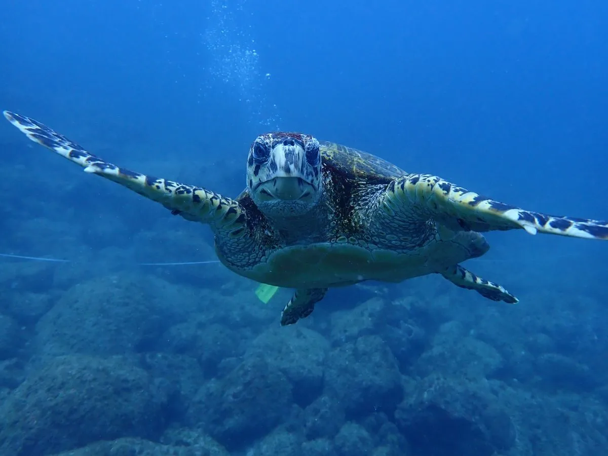 Tartaruga-verde nos recifes de Fernando de Noronha, PE