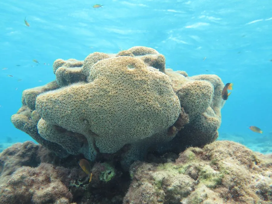 Colônia de coral Montastraea cavernosa em recife coralíneo brasileiro
