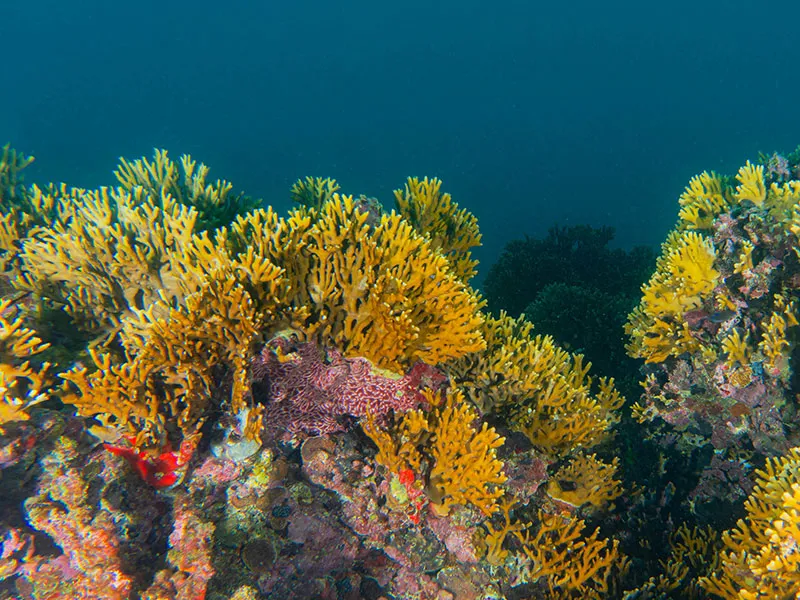 Recife de coral no Banco dos Abrolhos, Bahia