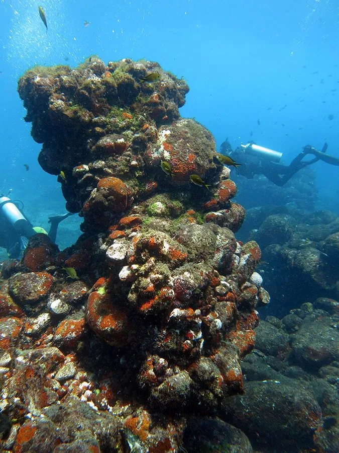 Recife rochoso com peixes tropicais em Fernando de Noronha, Pernambuco