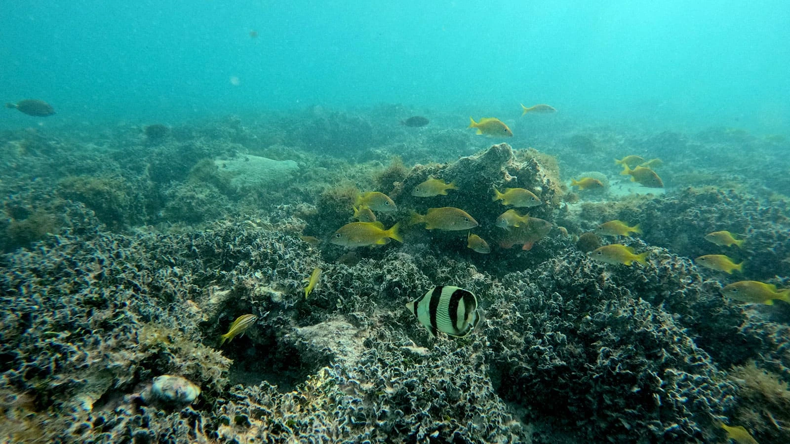 Ambiente recifal registrado durante expedição científica em Abrolhos