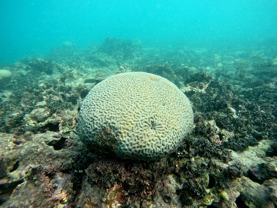 Colônia de coral registrada durante a expedição científica em Abrolhos