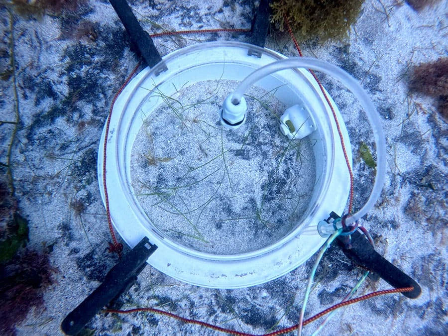 Câmara de incubação instalada ao norte da ilha Siriba, em Abrolhos