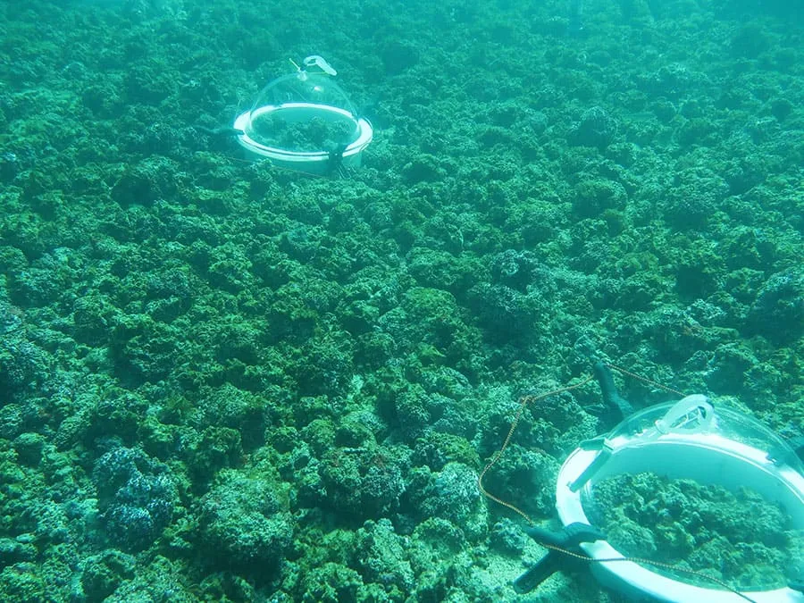 Câmaras de incubação instaladas no banco de rodolitos do Rancho Norte, na Ilha do Arvoredo