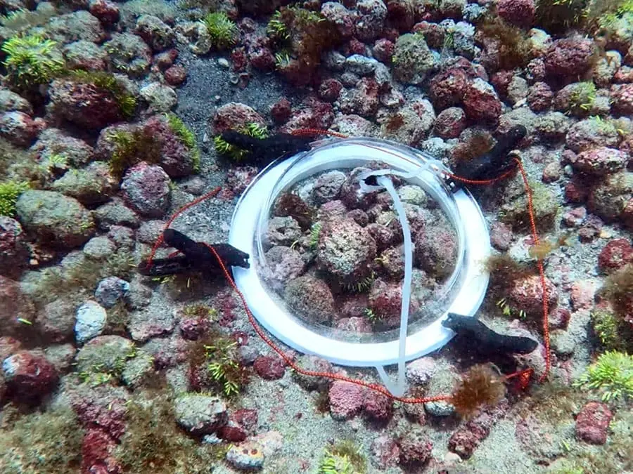 Câmara de incubação instalada no banco de rodolitos da Ressurreta, em Fernando de Noronha