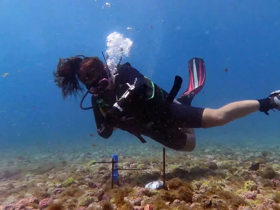 Mergulhadora acompanha experimento no banco de rodolitos da Ressurreta, em Fernando de Noronha
