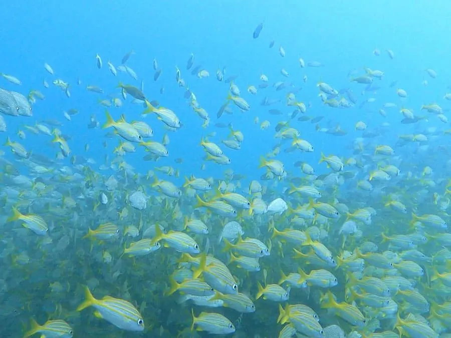 Cardume de peixes registrado durante a expedição científica em João Pessoa