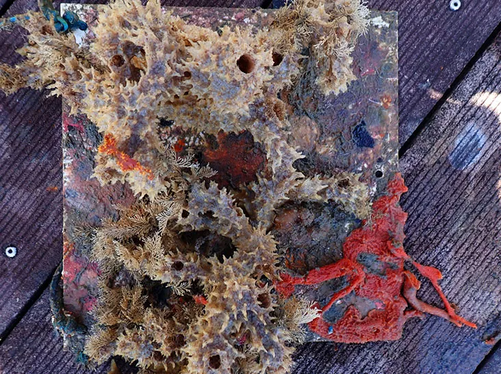 Comunidade incrustante em substrato experimental